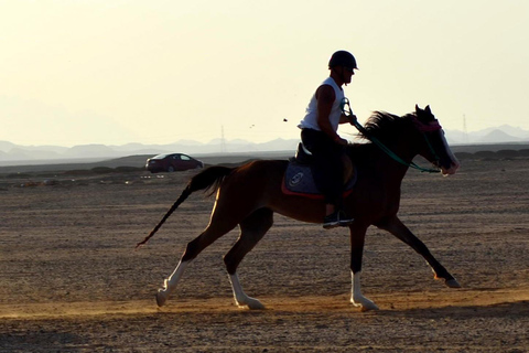 Marsa Alam: Solnedgång på hästryggen med middag, show och stjärnskådning