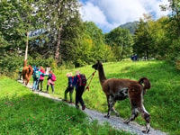 Triesenberg, marche avec un lama dans les belles montagnes - Housity