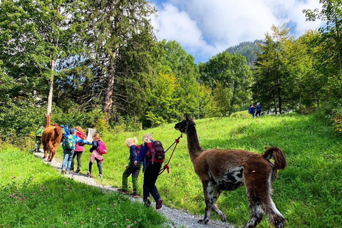 Triesenberg: Vandra med lamor i bergen