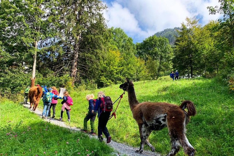 Triesenberg: Vandra med lamor i bergen