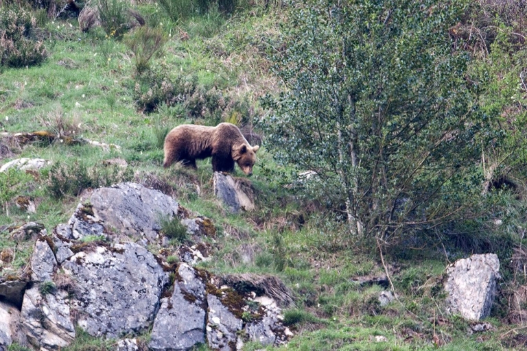 Depuis Gijón, Oviedo ou Pola de Somiedo : repérage d'ours brunsDepuis Gijón : L'observation de l'ours brun