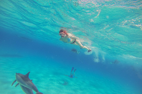Marsa Alam: Dolphin House Adventure at Shaab Samadai Reef