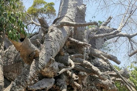 Zanzibar: Pungume Island Dolphin and Snorkeling TourZanzibar: Delfin- och snorklingstur till Pungume Island