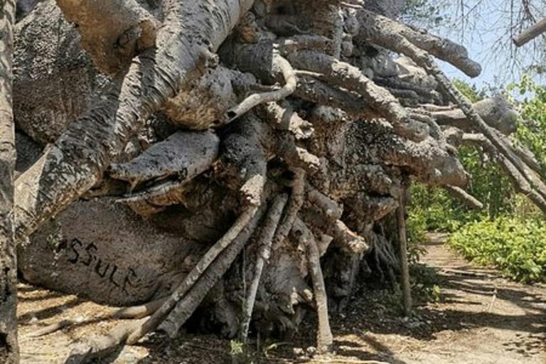 Zanzibar: Pungume Island Dolphin and Snorkeling TourZanzibar: Delfin- och snorklingstur till Pungume Island