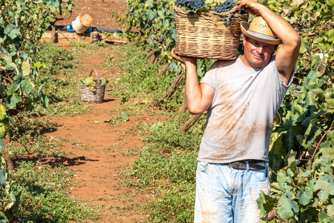 Tbilisi: Kakheti Rtveli Harvest, Wine & Georgian Supra Tour