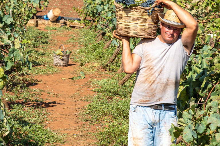 Tbilisi: Kakheti Rtveli Harvest, Wine & Georgian Supra Tour