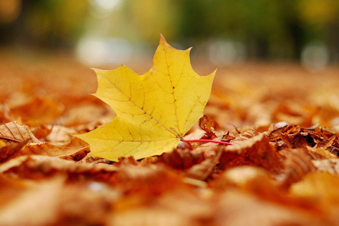 Tour de día completo a Sugar Shack con caramelos de arce desde Montreal