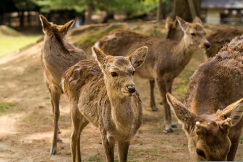 Kyoto: Nara, Fushimi Inari, and Arashiyama Day Trip