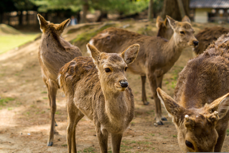 Kyoto: Nara, Fushimi Inari, and Arashiyama Day Trip