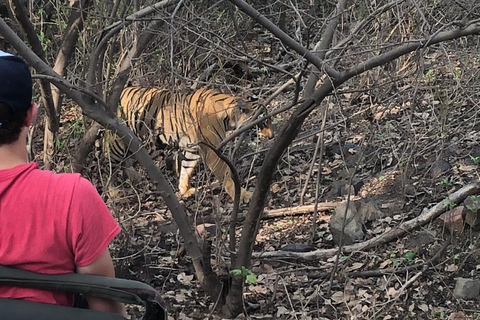 Spot Tigers and other wild of Ranthambore on a Day-Same Tour Ranthambore day trip with local guide full day + naturalist