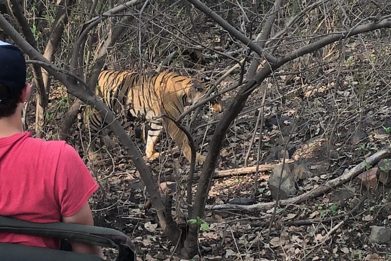 Spot Tigers and other wild of Ranthambore on a Day-Same Tour Ranthambore day trip with local guide full day + naturalist