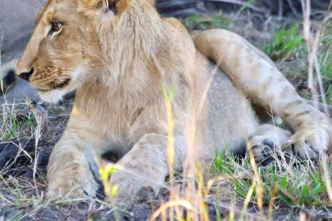 Safari di un giorno nella riserva di Pilanesberg