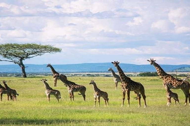 4 Days: Serengeti National Park &amp; Ngorongoro Crater