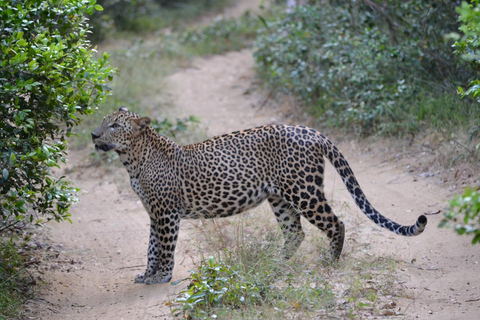 Tour di 2 giorni in Sri Lanka: 3 incredibili parchi nazionali + safari sui fiumi