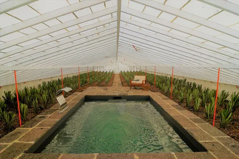 Ponta Delgada: Greenhouse Hot Tube with Pineapple Tour