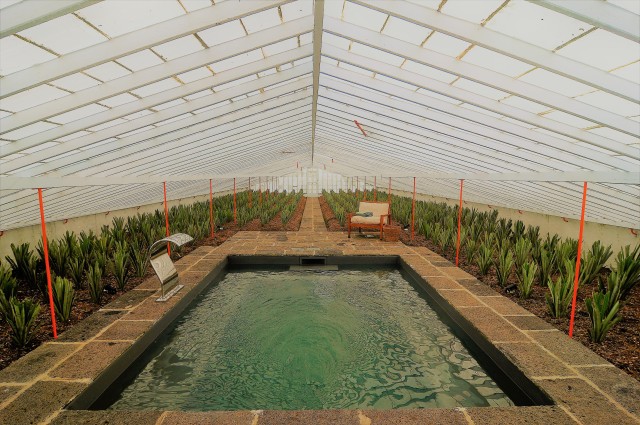 Visit Pineapple greenhouse hot tube and pineapple tour in Ponta Delgada, Azores