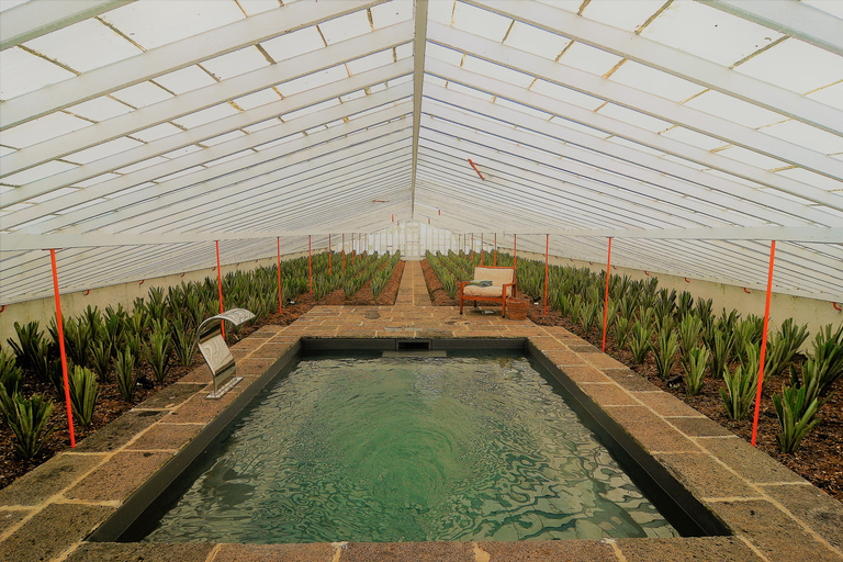 Pineapple greenhouse hot tube and pineapple tour Relax in pineapple greenhouse hot tube and do pineapple tour