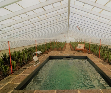 Ponta Delgada: Greenhouse Hot Tube with Pineapple Tour