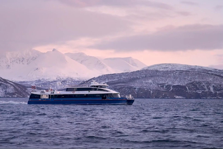 Tromsø: Cruzeiro pelos fiordes do Ártico em paisagens polares