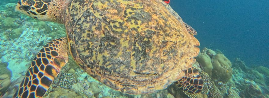 Tenerife - Découverte de la plongée sous-marine avec instructeur