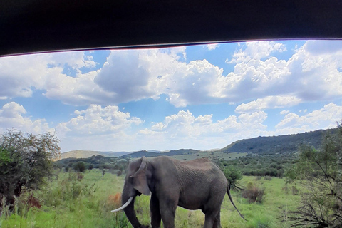 Joanesburgo: Passeio de carro de 3 horas pelo Parque Nacional Pilanesberg