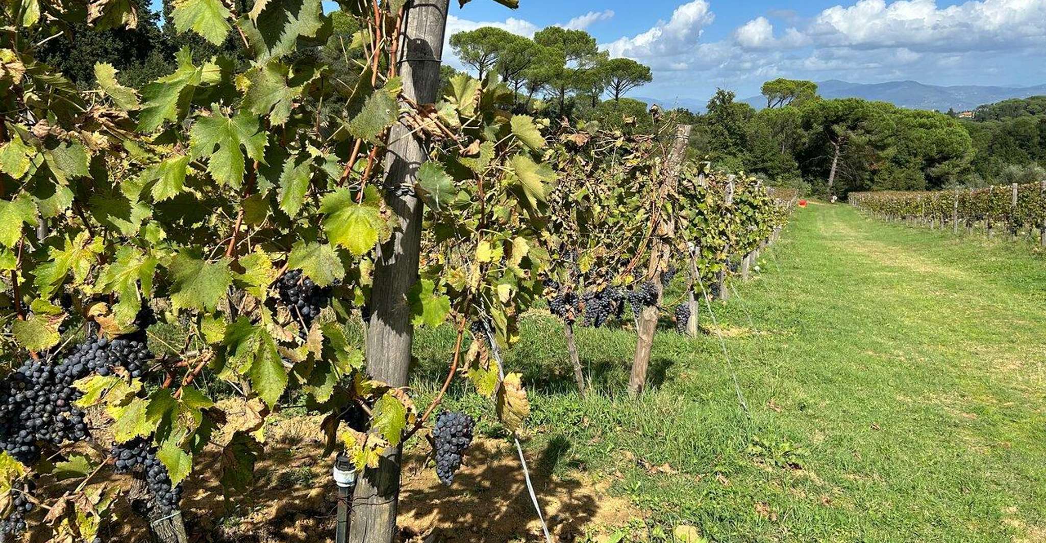 Florence: Chianti Wine Tour with 3 Wineries & Tuscan Lunch photo 13