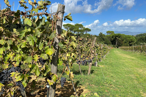 Florence: Chianti Wine Tour with 3 Wineries & Tuscan Lunch