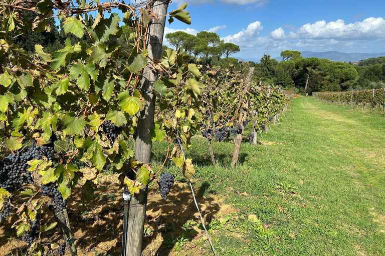 Florence: Chianti Wine Tour with 3 Wineries & Tuscan Lunch