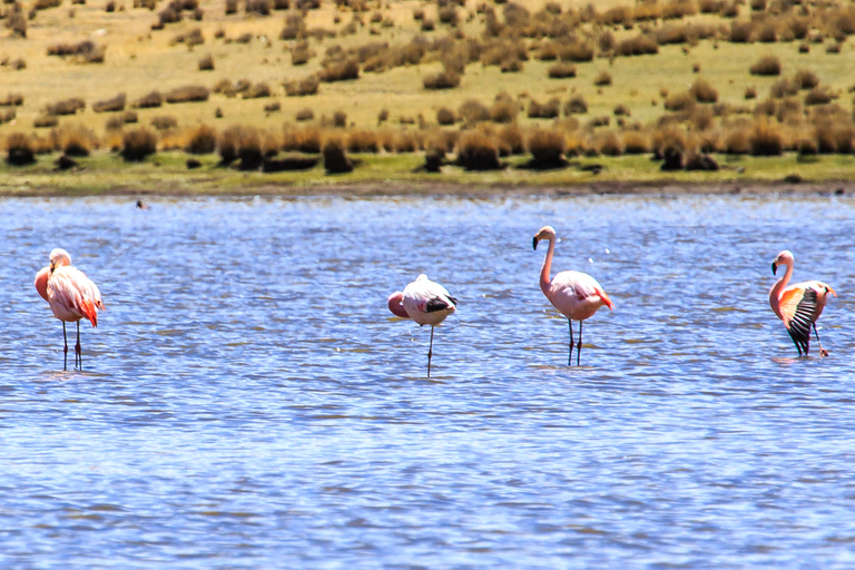 Lac Titicaca en train de luxe jusqu'à Arequipa pendant 3 jours