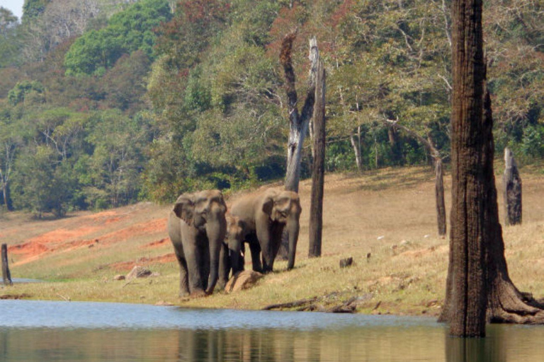 Exclusive Periyar Wildlife Sanctuary Tour(02 Nights/03 Days) 03 Days, Exclusive Tour with 04- Star Hotel Accommodation