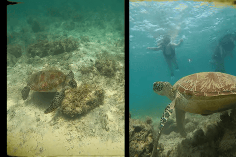 Cebu: Przygoda z nurkowaniem z rekinami wielorybimi w Oslob i Moalboal