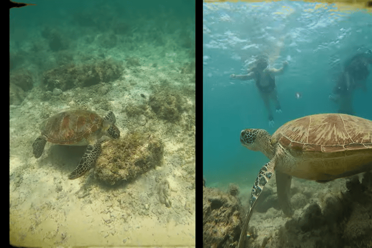 Cebu: Przygoda z nurkowaniem z rekinami wielorybimi w Oslob i Moalboal