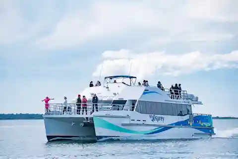 Port Stephens: Observação de golfinhos e aventura ecológica