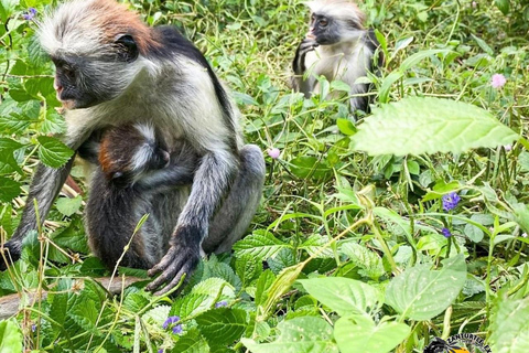 Zanzibar: Blå lagunen, sjöstjärnor och Jozani-skogenTransfer till hotell var som helst på Zanzibar
