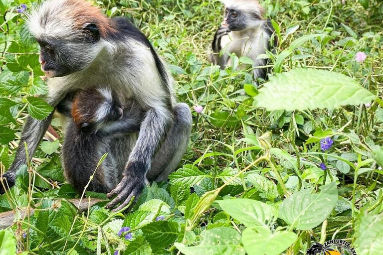 Zanzibar: Blå lagunen, sjöstjärnor och Jozani-skogenTransfer till hotell var som helst på Zanzibar