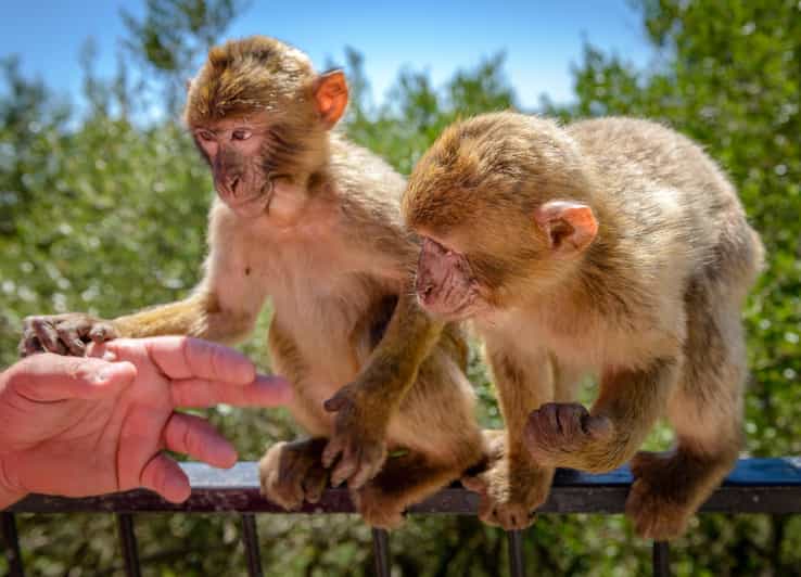 Gibraltar: 7hrs Ultimate Full-Day Private Tour