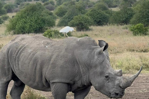 Nairobi National Park Safari Game Drive in a 4x4 Nairobi: National Park 5 Hours Safari in a Shared 4x4 Jeep
