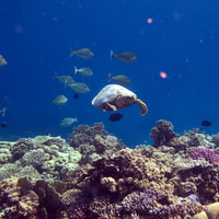 Dimaniyat Island Tour with Snorkeling - Housity