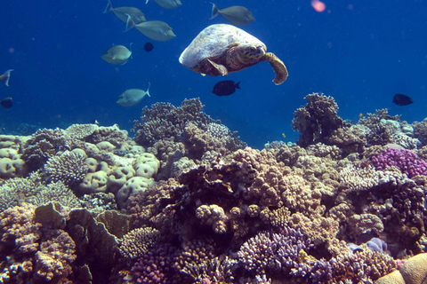 Rundtur på ön Dimaniyat med snorkling