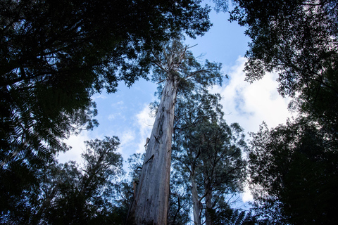 Excursion à Hobart : Parc national et faune du Mont Field