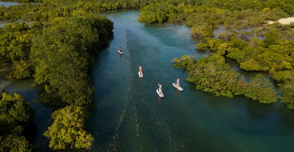 Zanzibar: Unique Guided Mangrove Tour by SUP or Kayak