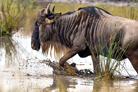 Tour di 1 giorno al Parco Nazionale Tarangire in Tanzania