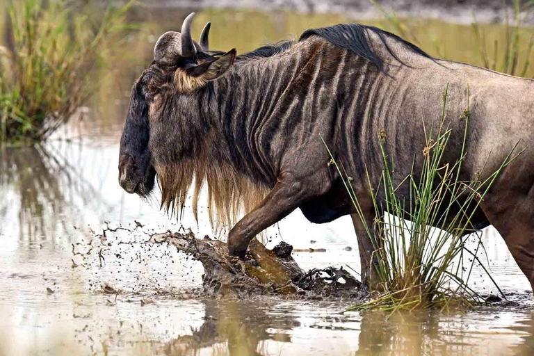 Dagtour naar het nationaal park Tarangire in Tanzania