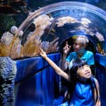 Melbourne: Biglietto d'ingresso per l'acquario SEA LIFE
