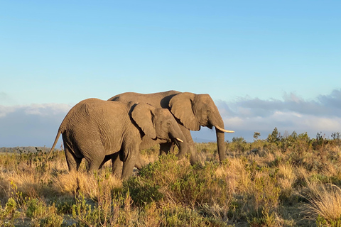 From Durban: Hluhluwe–iMfolozi Game Reserve Safari