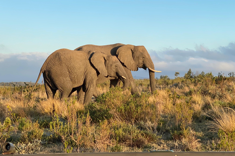From Durban: Hluhluwe–iMfolozi Game Reserve Safari