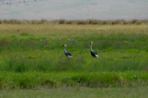 Arusha: Ngorongoro Crater Full-Day Safari Ngorongoro Crater: Full Day Safari