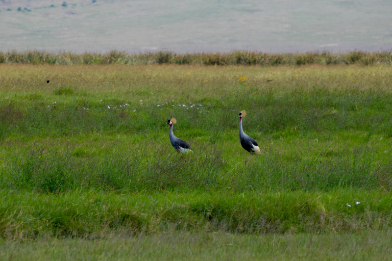 Arusha: Ngorongoro Crater Full-Day Safari Ngorongoro Crater: Full Day Safari