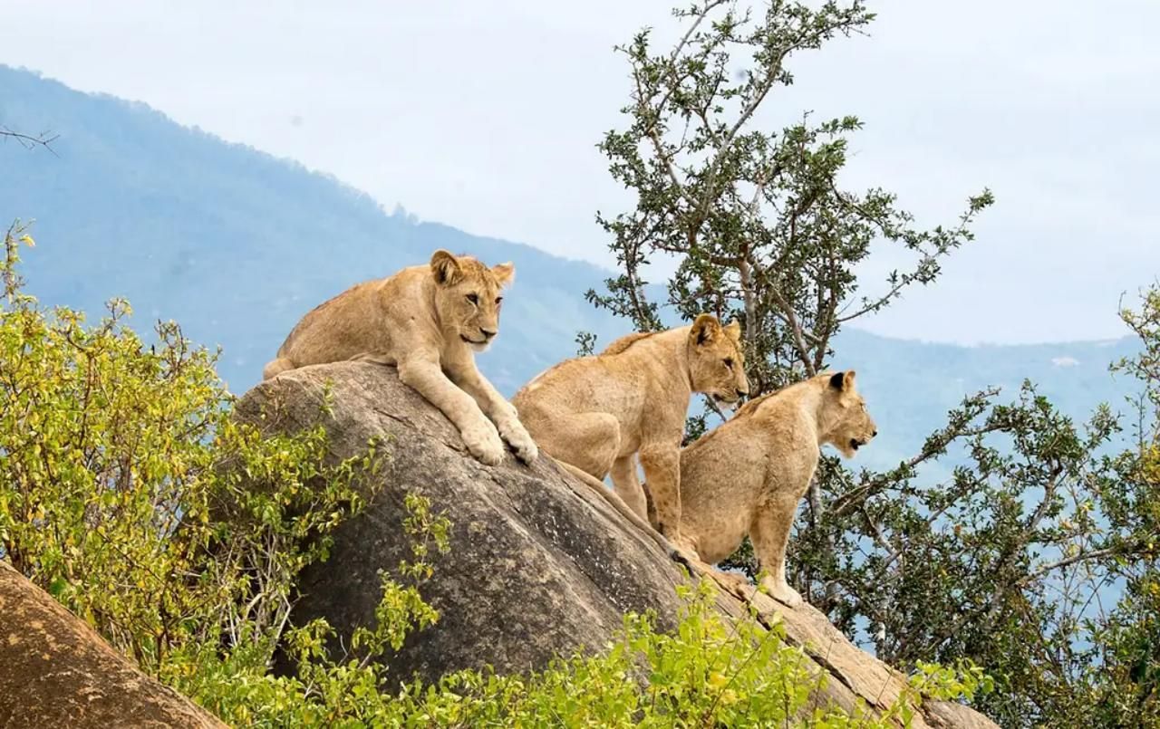Von Diani/Mombasa: 3 Tage Tsavo East und Saltlick Lodge
