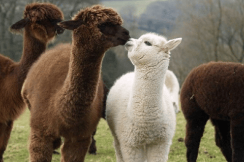 Seoul: Nami and K-Garden with Optional Alpaca Winter Tour Alpaca Group Tour, meet at Myeongdong